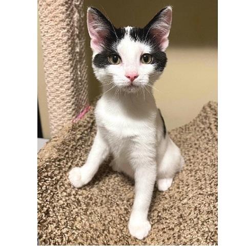 Dumpling, an adoptable Domestic Short Hair in Salt Lake City, UT, 84109 | Photo Image 3