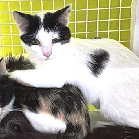 Enlarge Dumpling, a Adoptable Domestic Short Hair in Salt Lake City, UT image 3/3