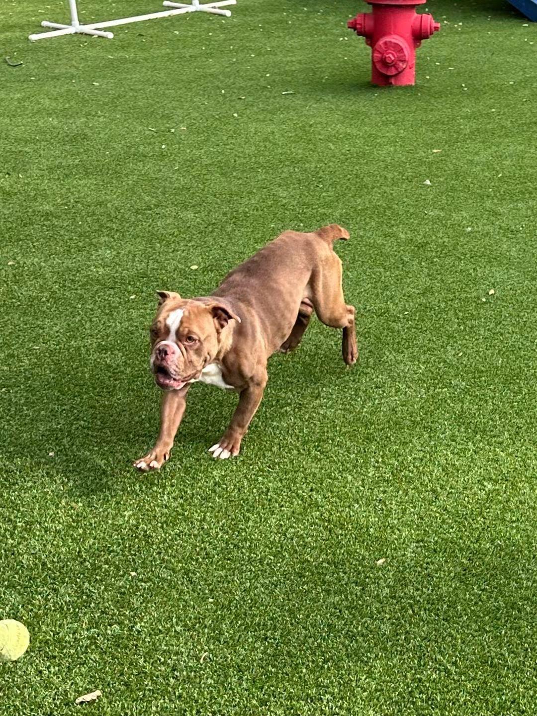 Enlarge Pomelo, a Adoptable English Bulldog in Allen, TX image 4/4