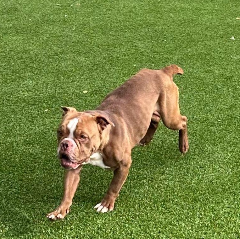 Enlarge Pomelo, a Adoptable English Bulldog in Allen, TX image 1/4