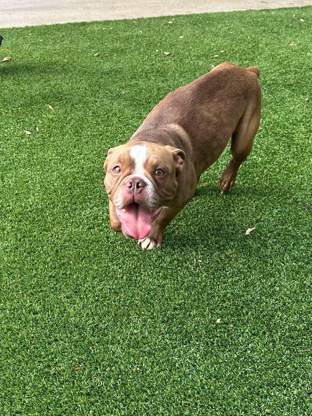 Pomelo, Adoptable, Adult Female English Bulldog.