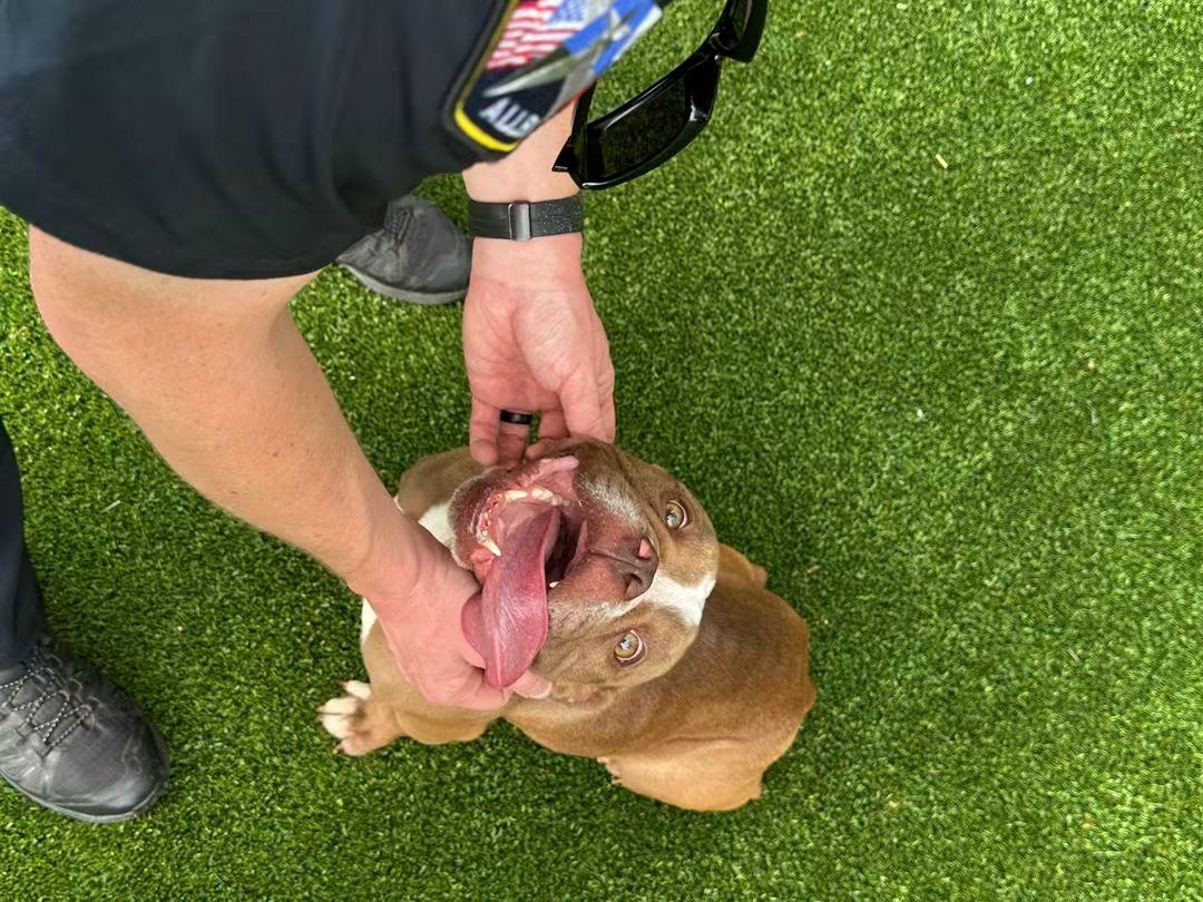 Enlarge Pomelo, a Adoptable English Bulldog in Allen, TX image 3/4