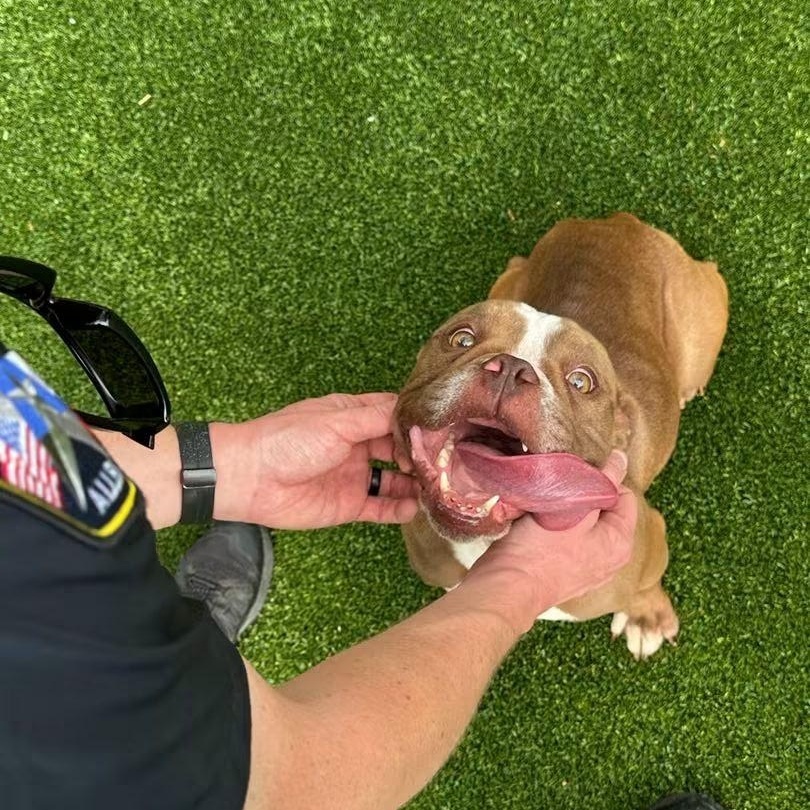 Enlarge Pomelo, a Adoptable English Bulldog in Allen, TX image 4/4