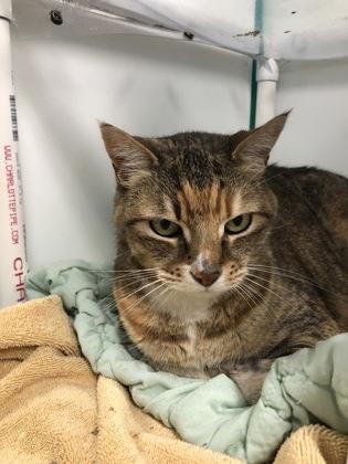 Enlarge Josie, a Adoptable mixed breed in Hillsboro, OR image 1/3