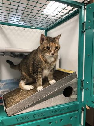 Enlarge Josie, a Adoptable mixed breed in Hillsboro, OR image 2/3