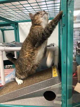 Enlarge Josie, a Adoptable mixed breed in Hillsboro, OR image 3/3