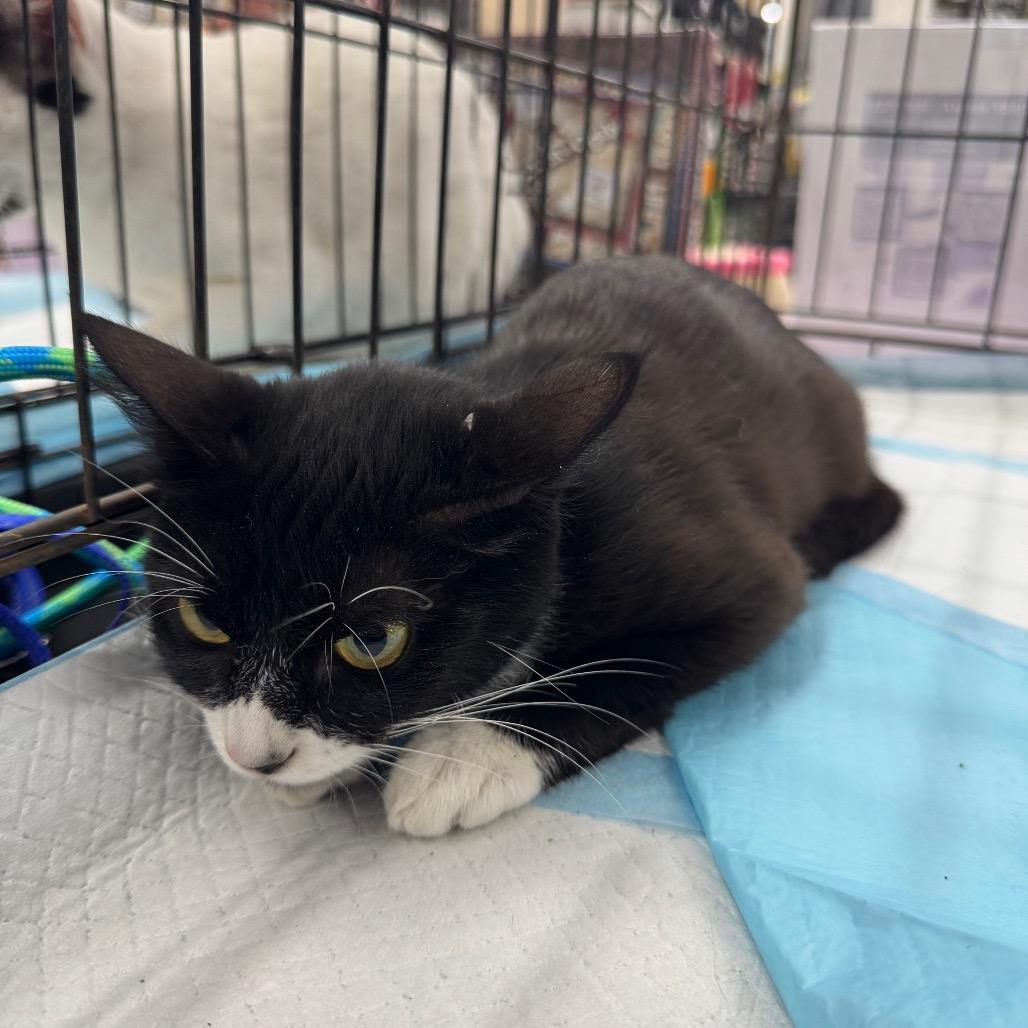 Enlarge Red, a Adoptable Domestic Short Hair in SAN ANTONIO, TX image 1/1