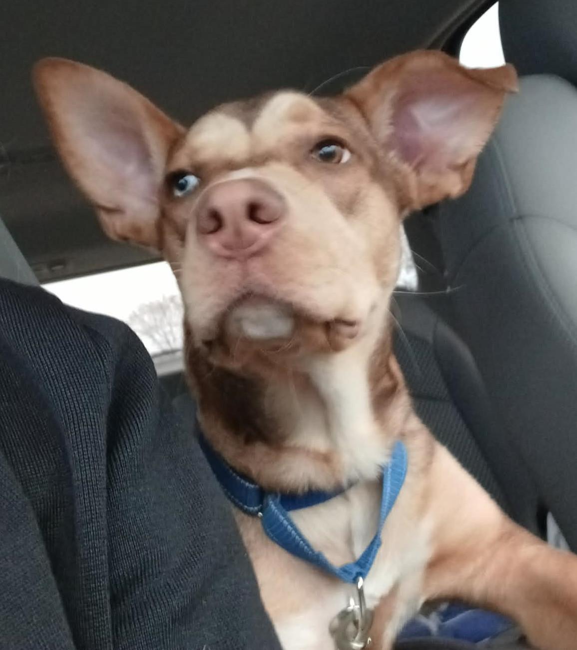 Turbo, ADOPTABLE, Young Male Mixed Breed.