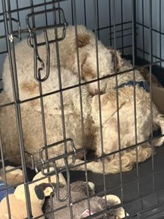 Enlarge Roger, a Adoptable Goldendoodle in Lebanon, NJ image 2/2