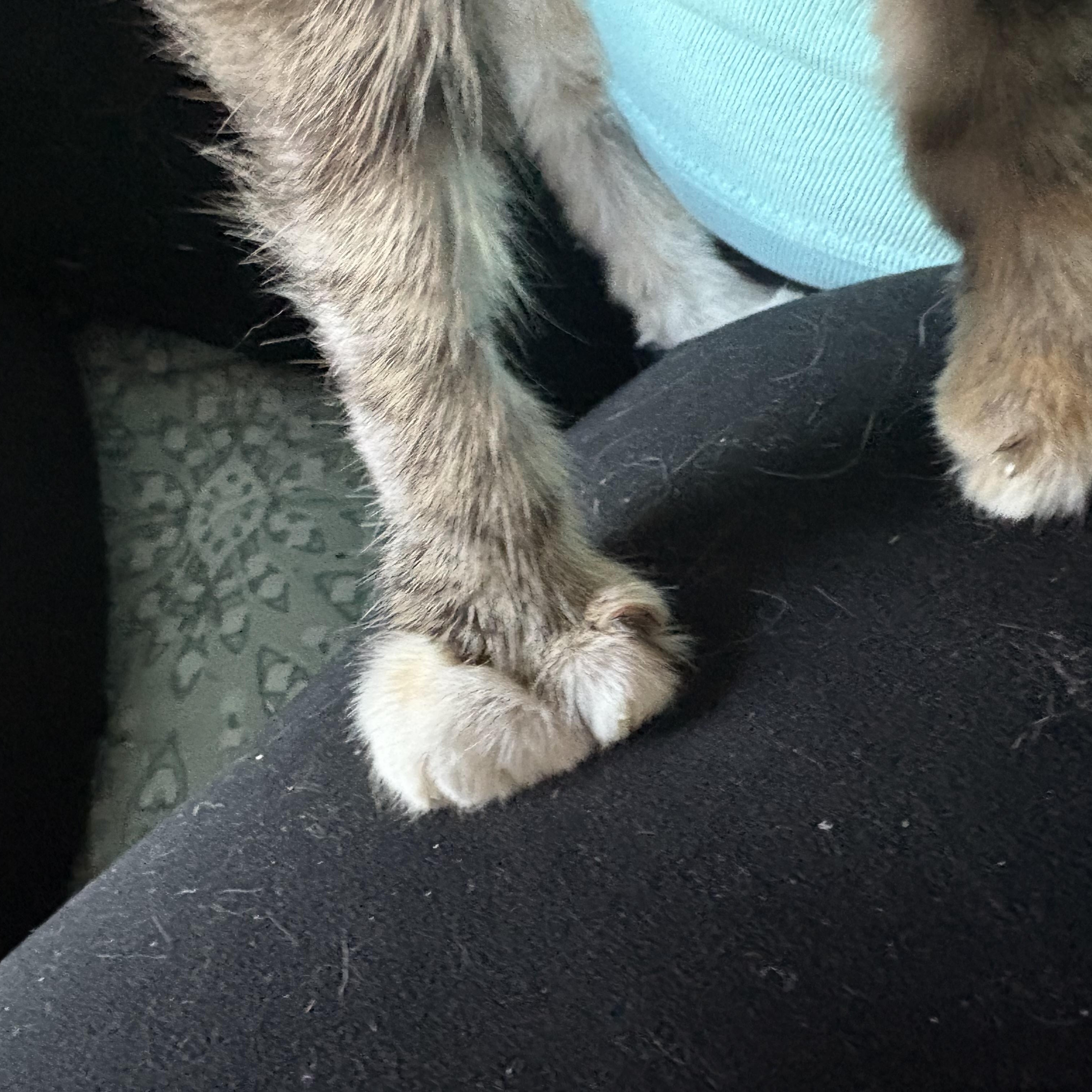 Leela, a Adoptable Domestic Short Hair in Youngstown, FL image 4/4