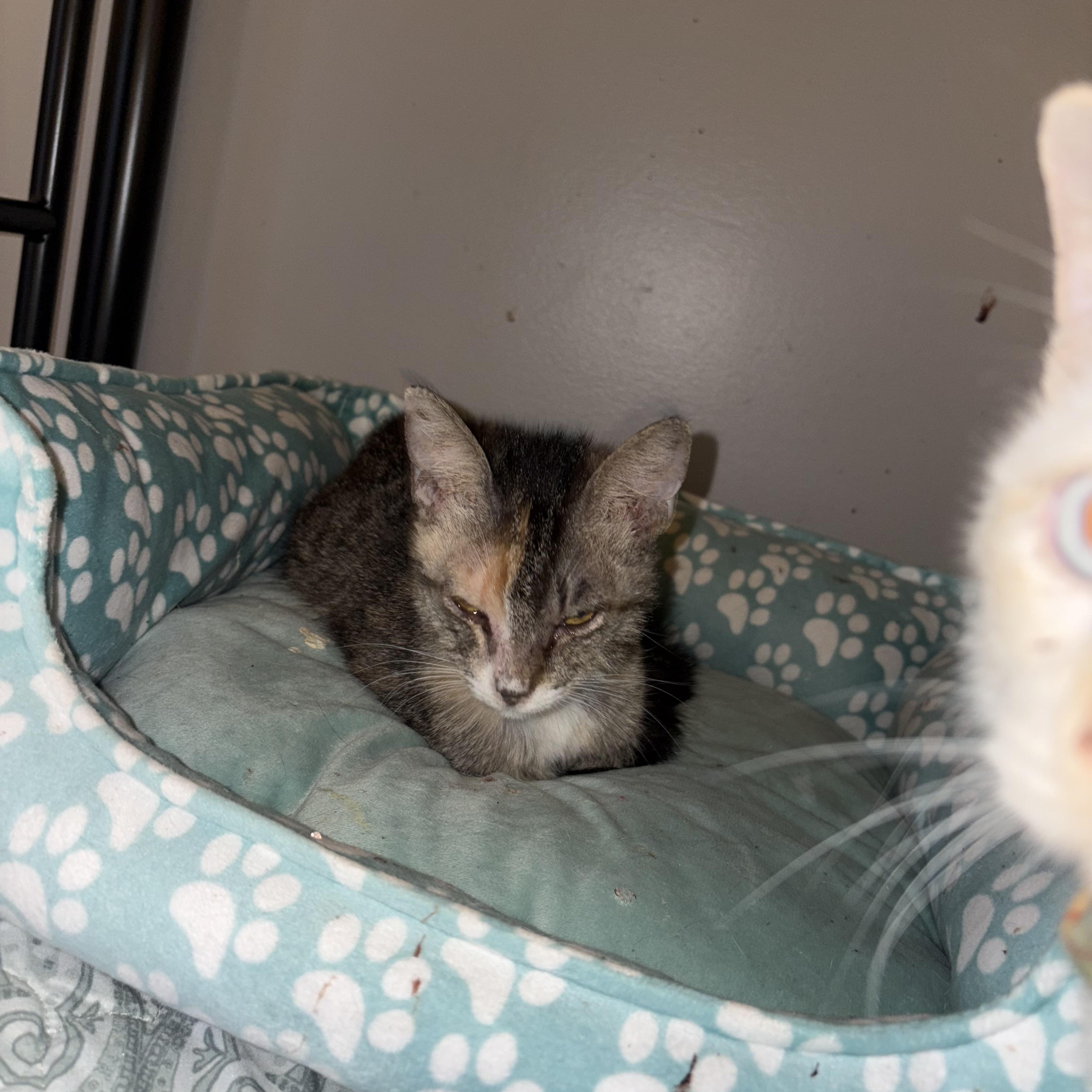 Leela, a Adoptable Domestic Short Hair in Youngstown, FL image 3/4