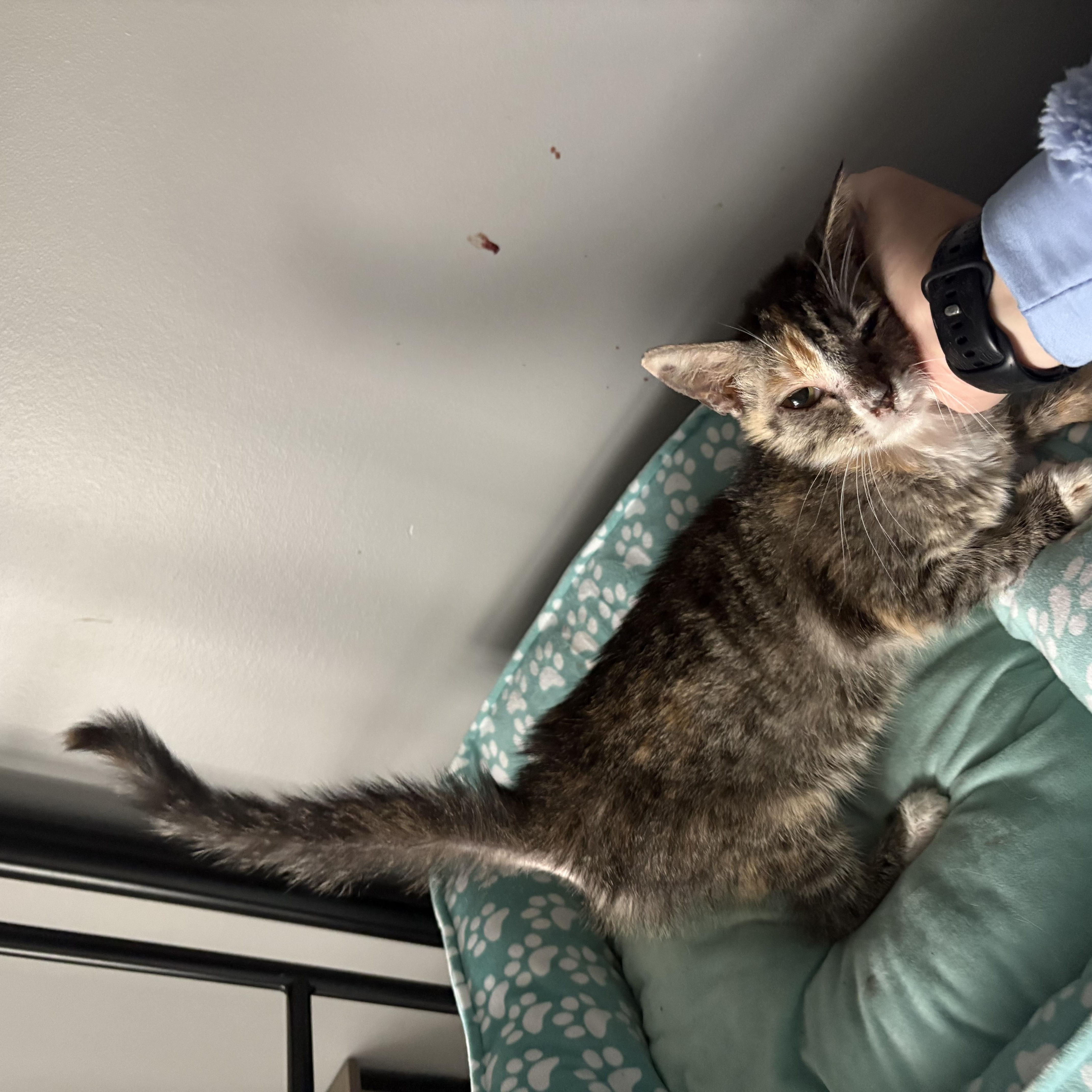 Leela, Adoptable, Young Female Domestic Short Hair.