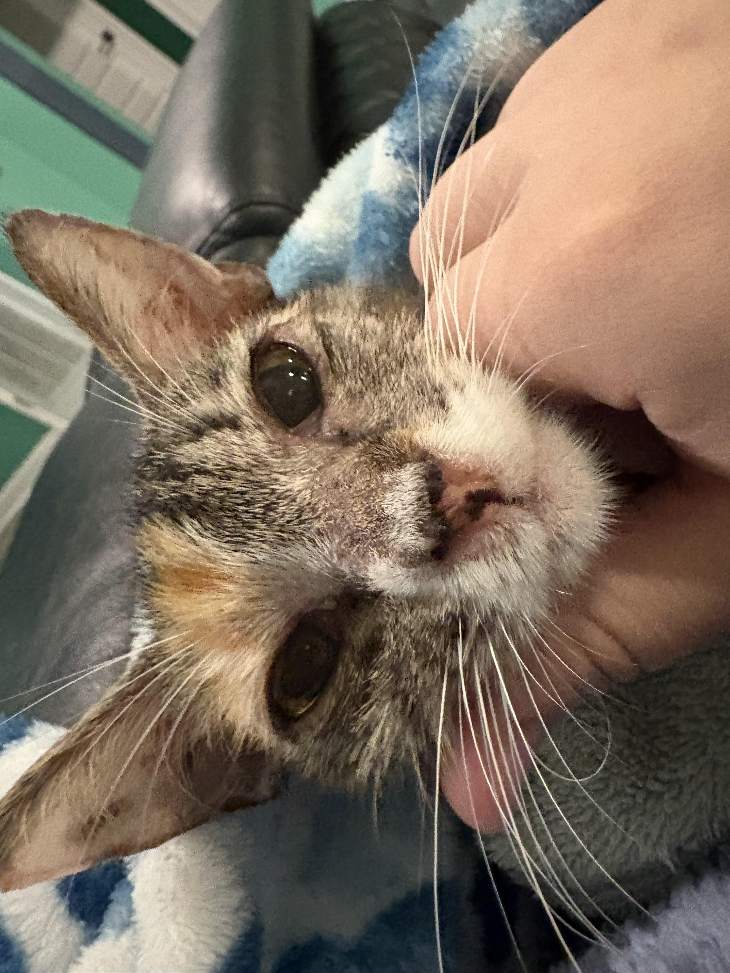 Leela, a Adoptable Domestic Short Hair in Youngstown, FL image 2/4