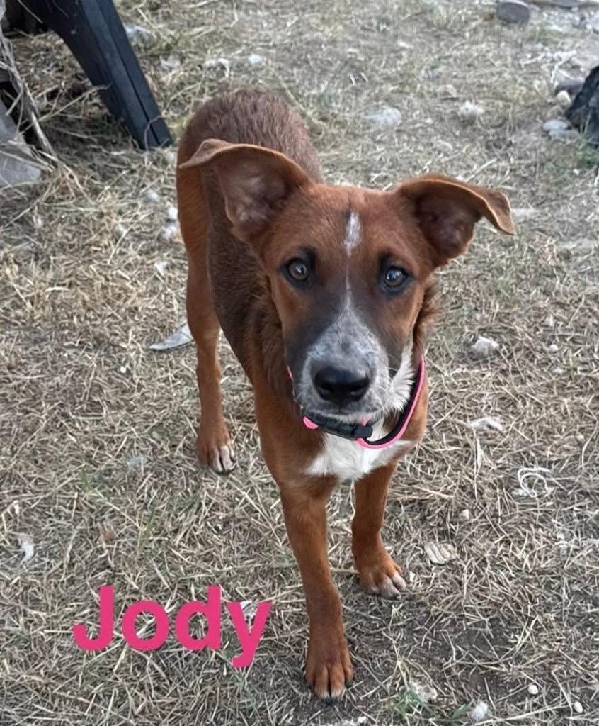 Enlarge Jody, a Adoptable mixed breed in Bristol, WI image 1/6