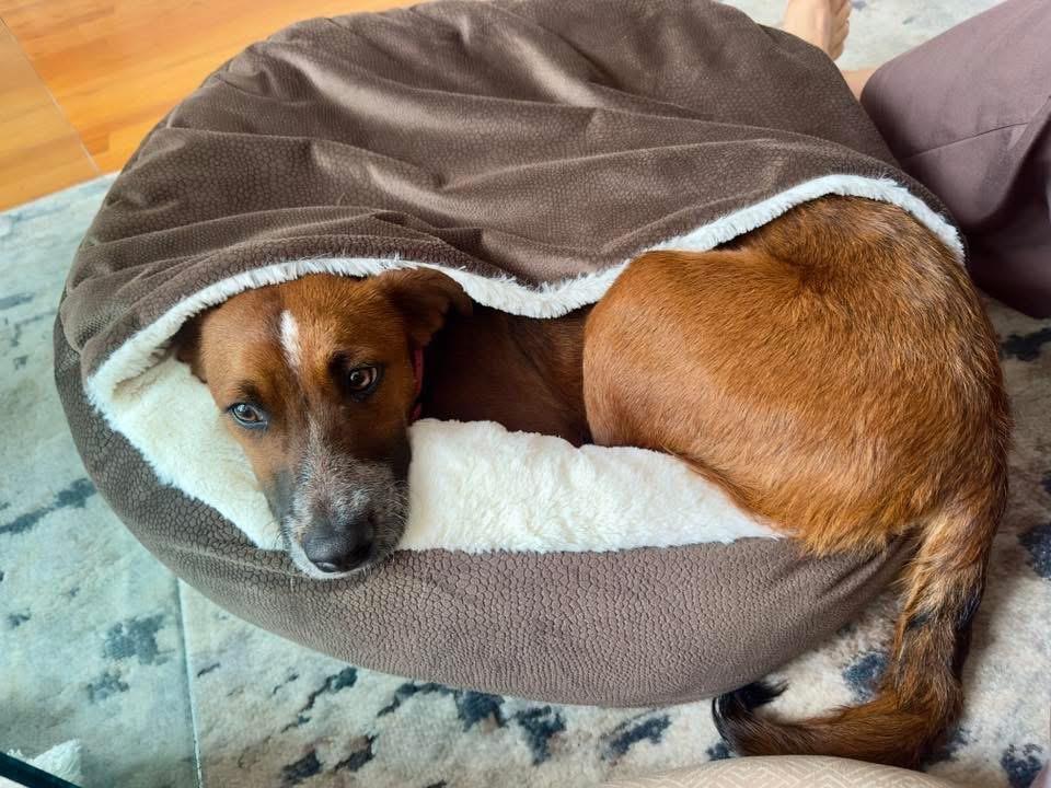 Enlarge Jody, a Adoptable mixed breed in Bristol, WI image 3/6