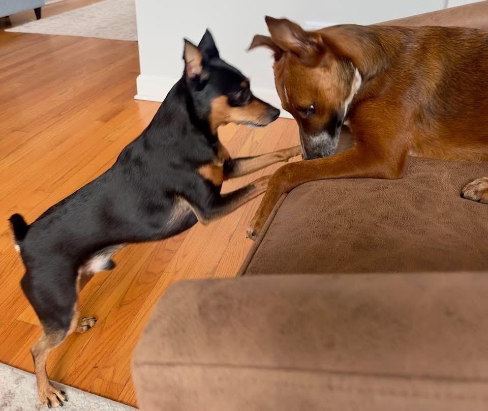 Enlarge Jody, a Adoptable mixed breed in Bristol, WI image 4/6