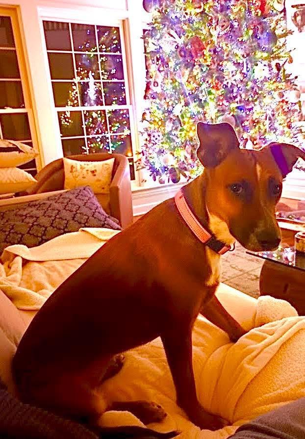 Enlarge Jody, a Adoptable mixed breed in Bristol, WI image 5/6