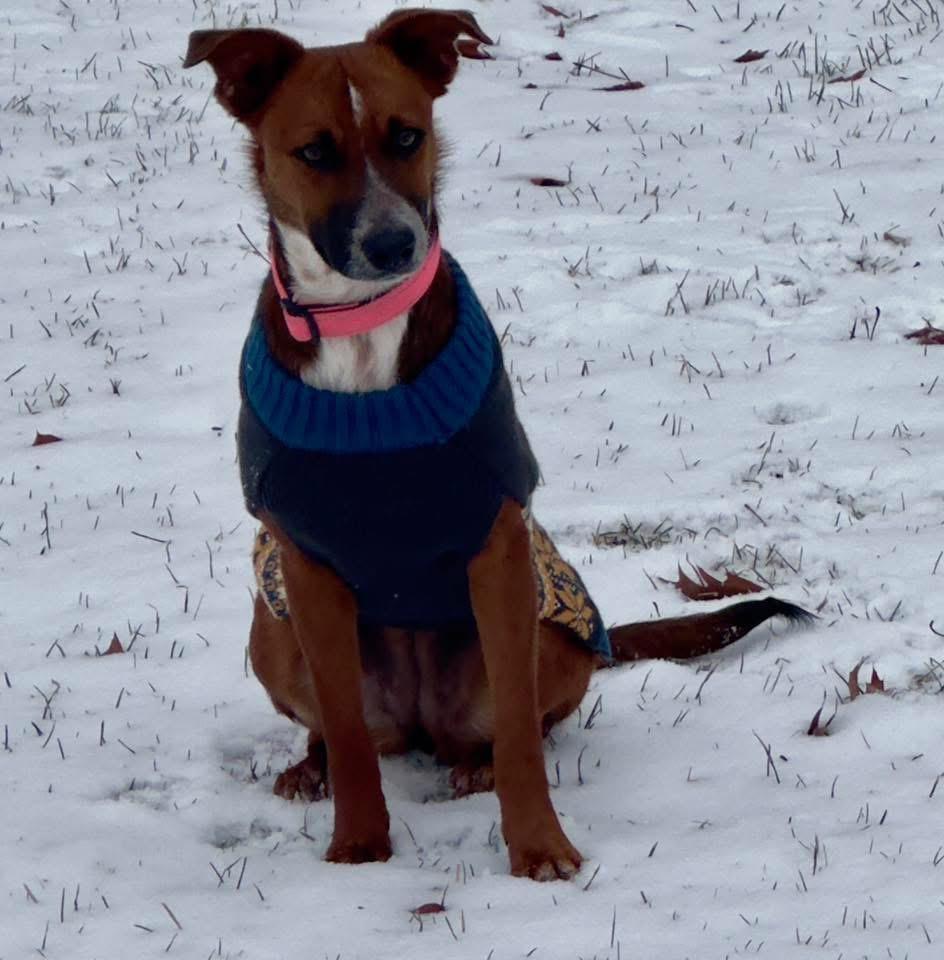 Enlarge Jody, a Adoptable mixed breed in Bristol, WI image 6/6