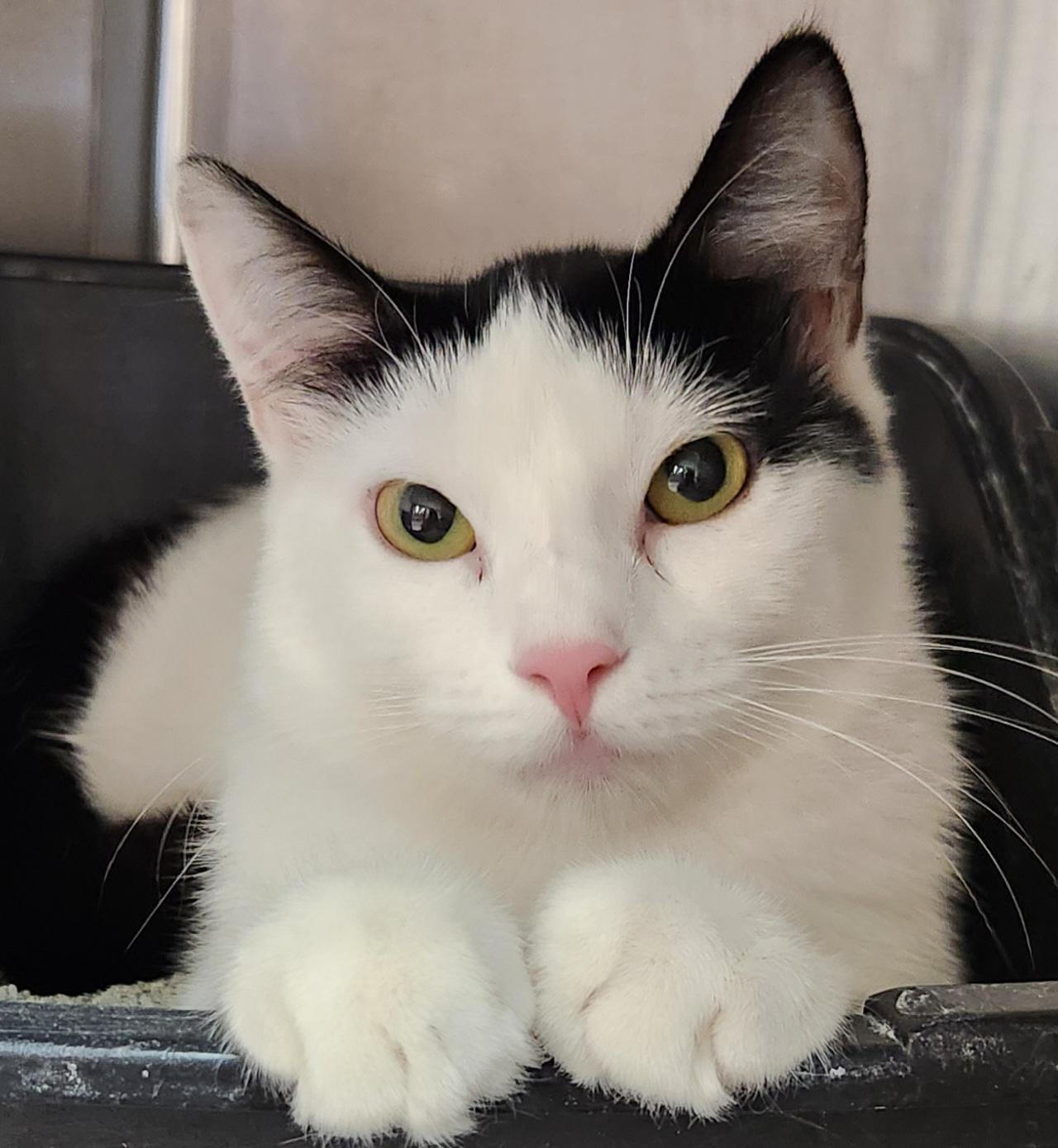 Carlos, adopted, Kitten Male Domestic Short Hair.