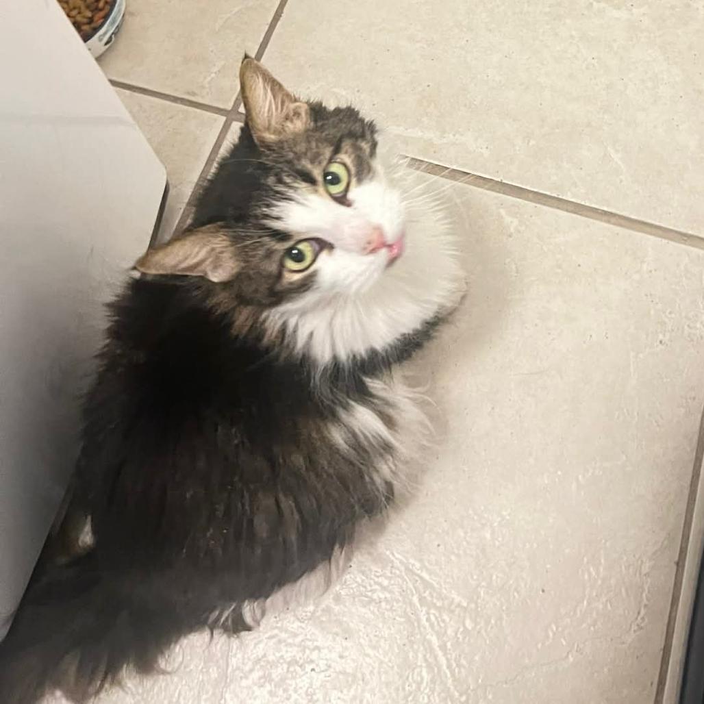 Enlarge Sophia, a Adoptable Domestic Long Hair in Las Vegas, NV image 2/2