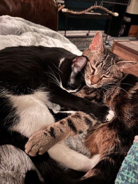 Blackjack, Adoptable, Young Female Domestic Short Hair.