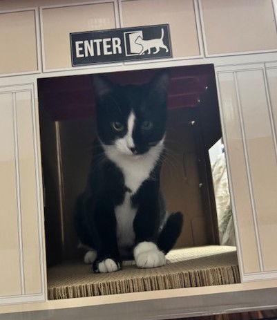 Blackjack, Adoptable, Young Female Domestic Short Hair.