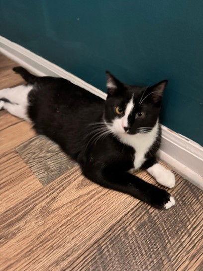 Enlarge Blackjack, a Adoptable Domestic Short Hair in Wheaton, IL image 2/3