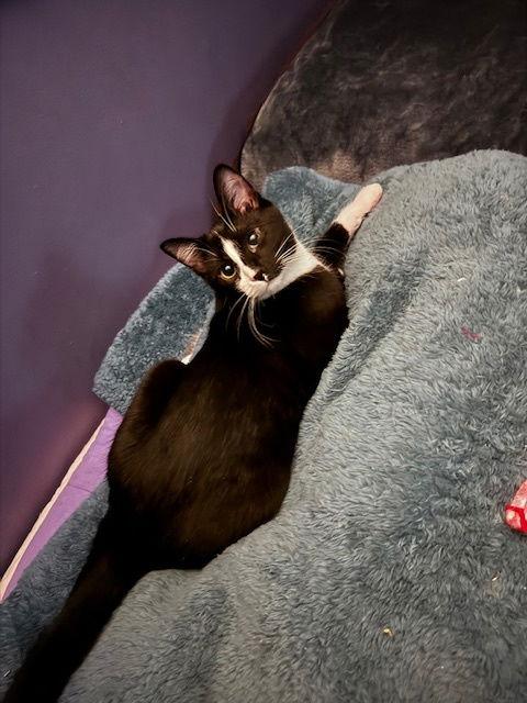 Blackjack, a Adoptable Domestic Short Hair in Wheaton, IL image 3/3