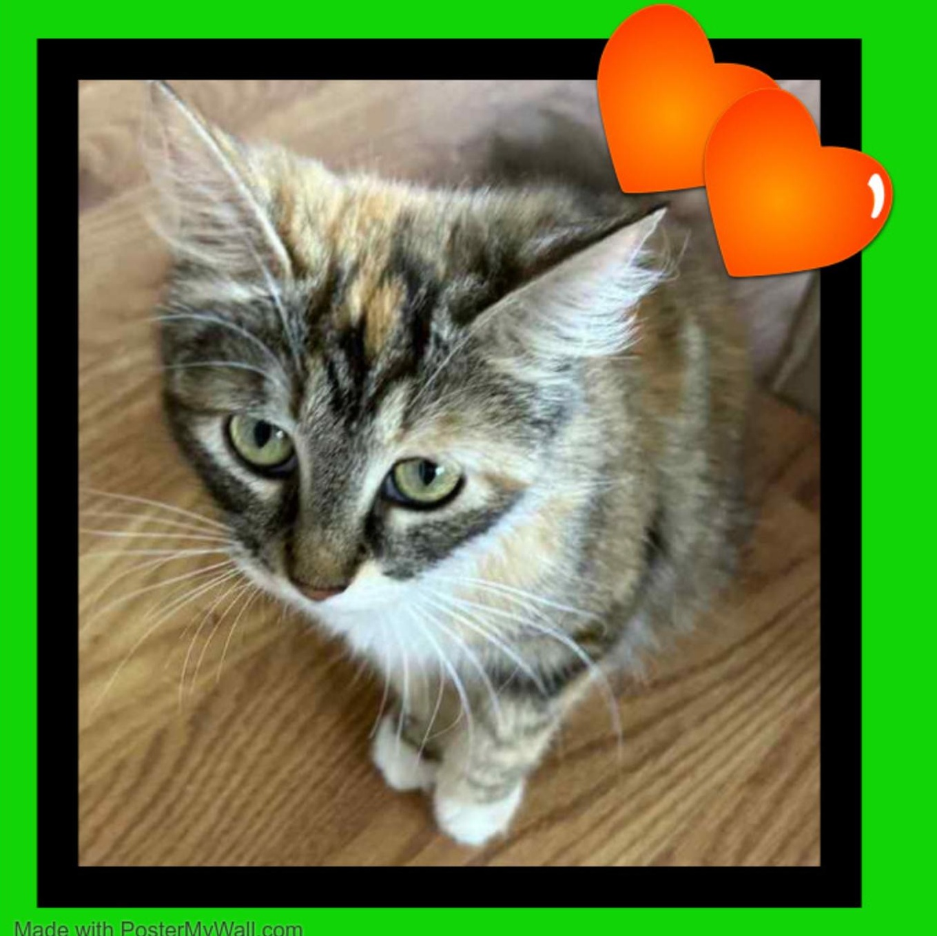 Enlarge AUTUMN & PUMPKIN Ladyloves, a Adopted mixed breed in Jefferson, OR image 5/6