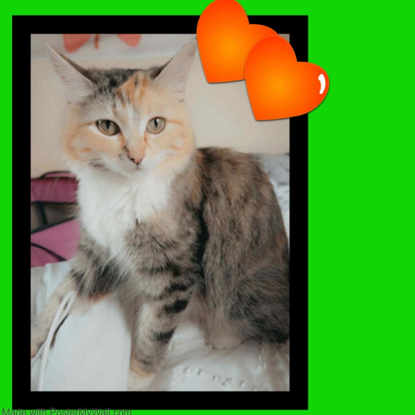 Enlarge AUTUMN & PUMPKIN Ladyloves, a Adopted mixed breed in Jefferson, OR image 6/6