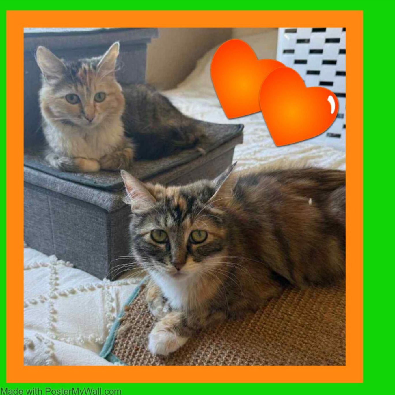 Enlarge AUTUMN & PUMPKIN Ladyloves, a Adopted mixed breed in Jefferson, OR image 1/6