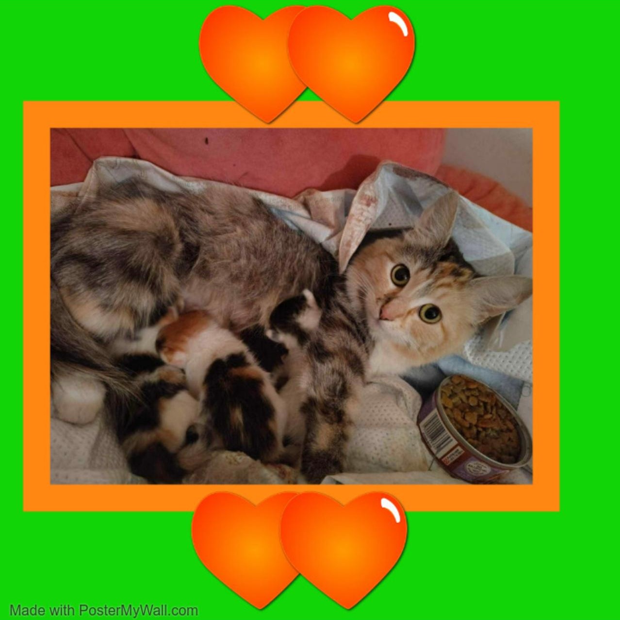 Enlarge AUTUMN & PUMPKIN Ladyloves, a Adopted mixed breed in Jefferson, OR image 3/6