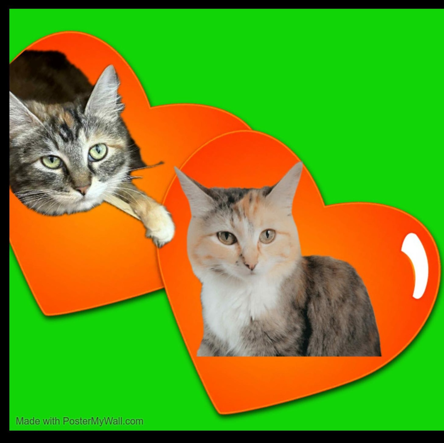 AUTUMN & PUMPKIN Ladyloves, Adopted, Young Female Domestic Medium Hair & Calico.