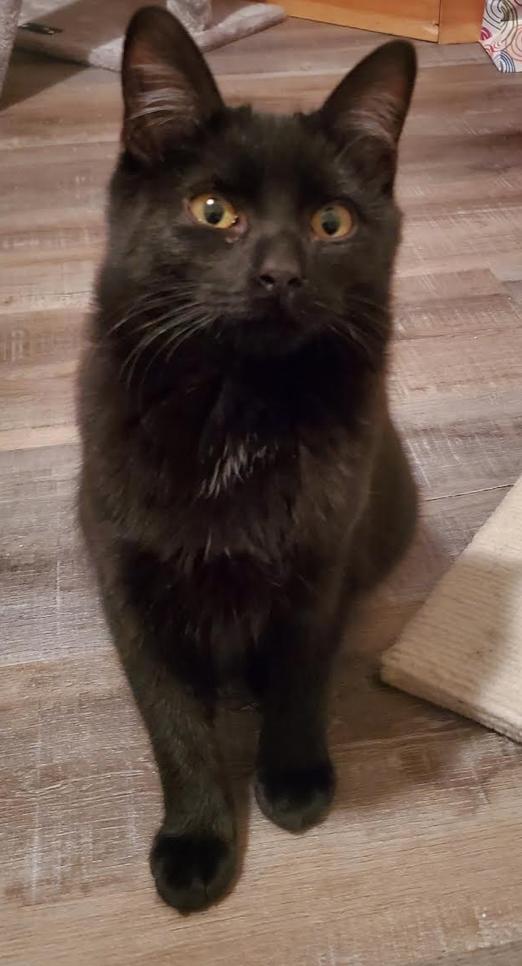 Enlarge Gabby, a ADOPTABLE Domestic Short Hair in Calgary, AB image 3/4