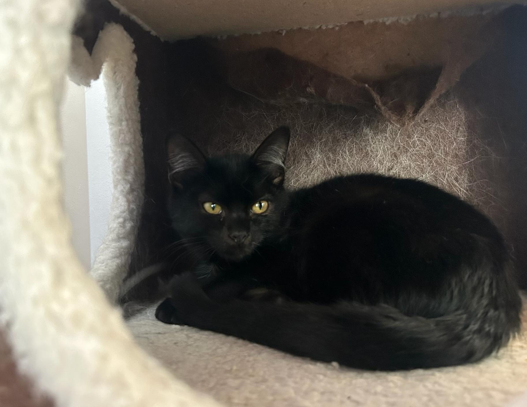 Gabby, ADOPTABLE, Young Female Domestic Long Hair.