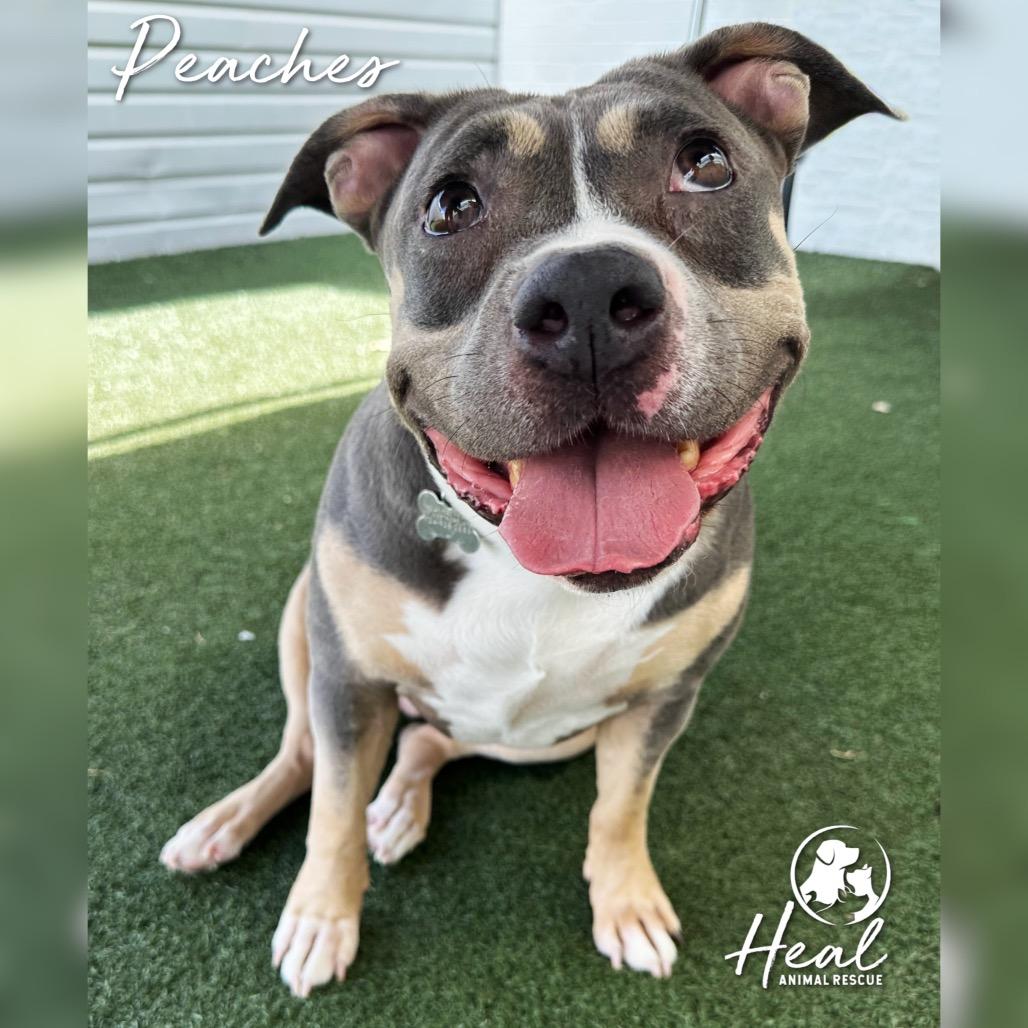 Peaches, Adoptable, Senior Female Pit Bull Terrier.