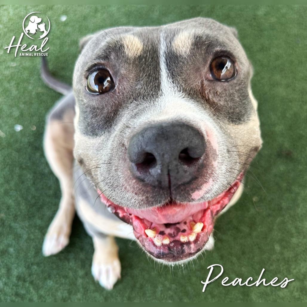 Enlarge Peaches, a Adoptable Pit Bull Terrier in Youngwood, PA image 2/3
