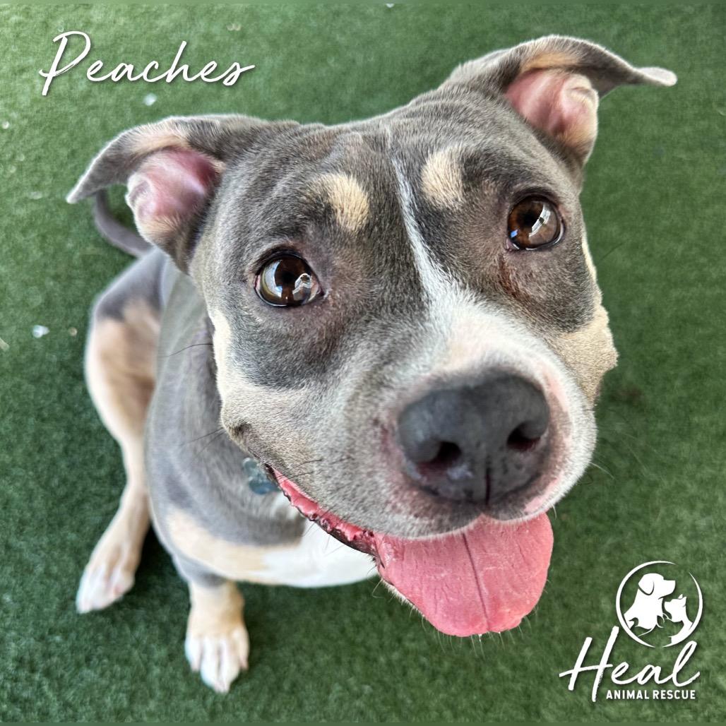 Enlarge Peaches, a Adoptable Pit Bull Terrier in Youngwood, PA image 3/3