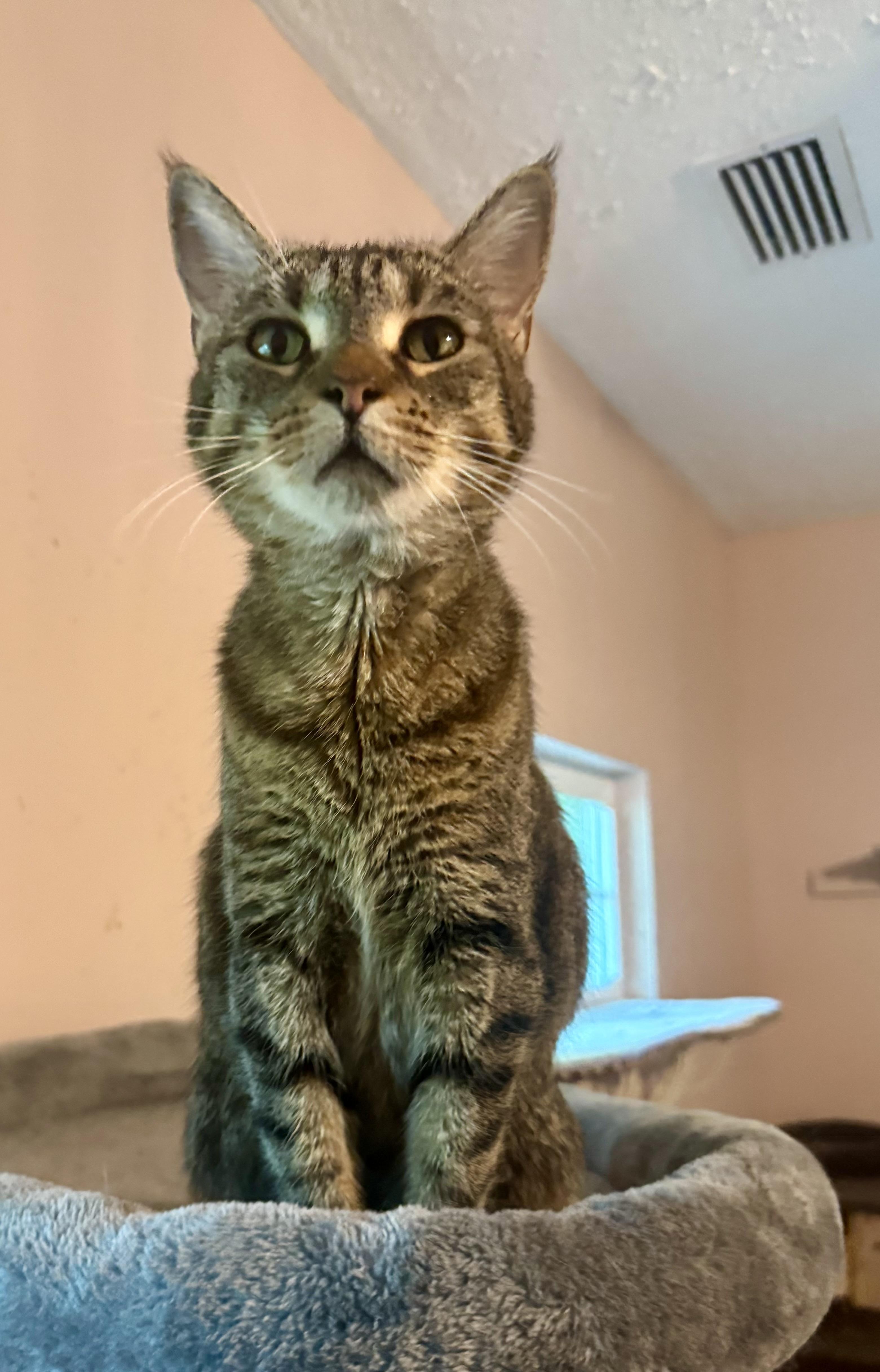 Tator Tot photo 3