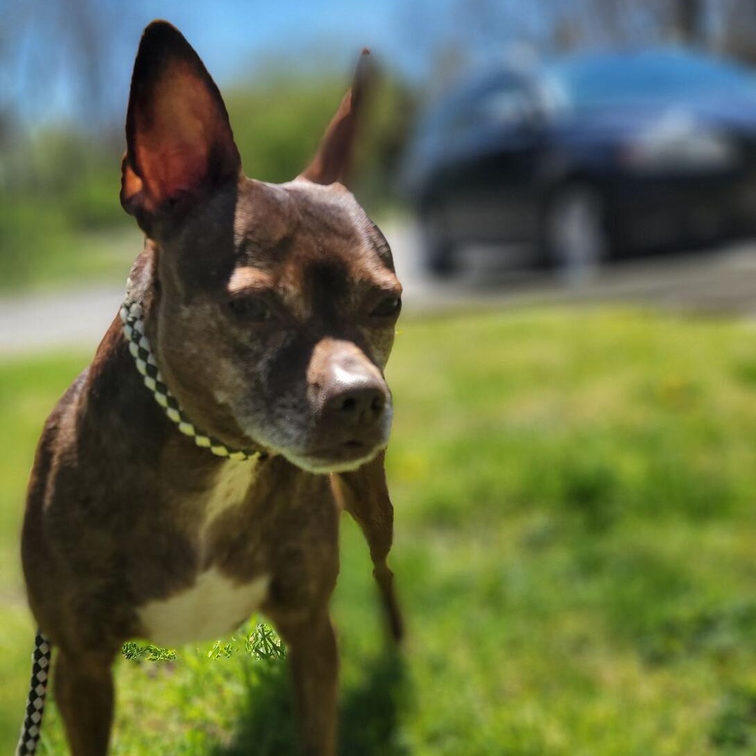 Sugar, a Adoptable mixed breed in Smithtown, NY image 1/2