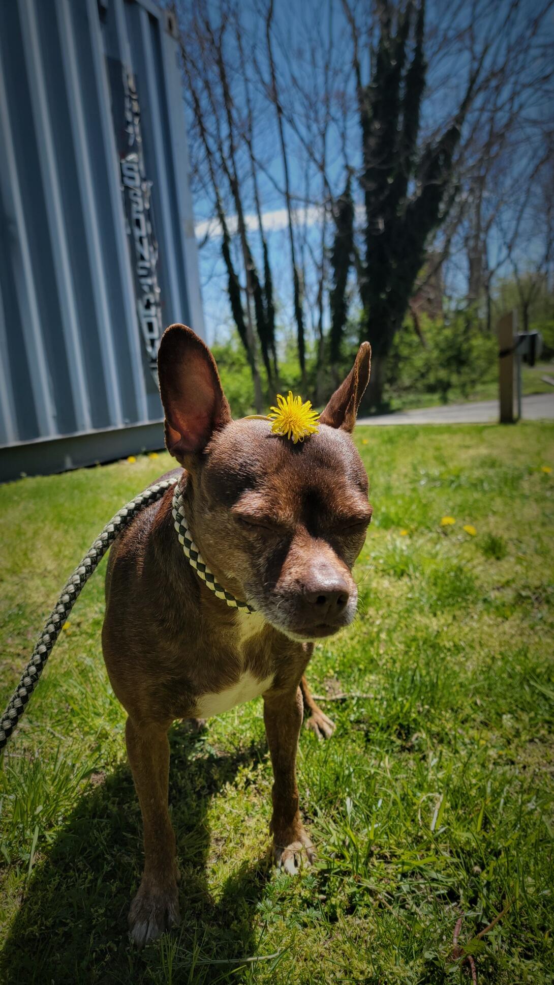 Sugar, a Adoptable mixed breed in Smithtown, NY image 2/2