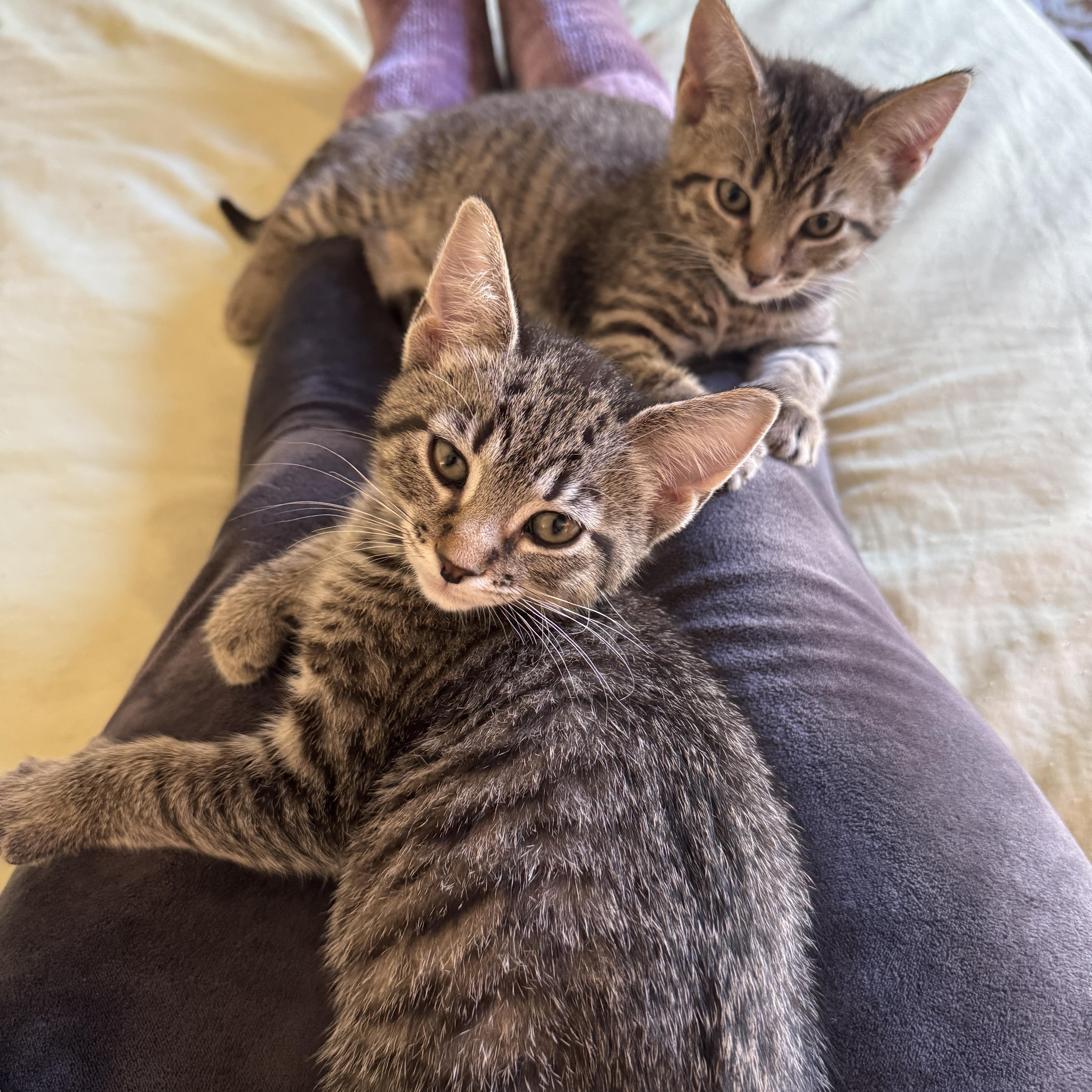 Enlarge Blueberry Muffin, a Adoptable Domestic Short Hair in Cleveland Heights, OH image 2/4