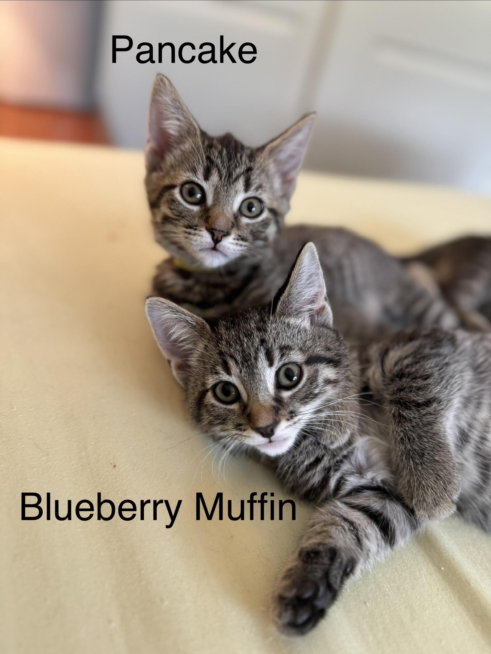 Enlarge Blueberry Muffin, a Adoptable Domestic Short Hair in Cleveland Heights, OH image 4/4