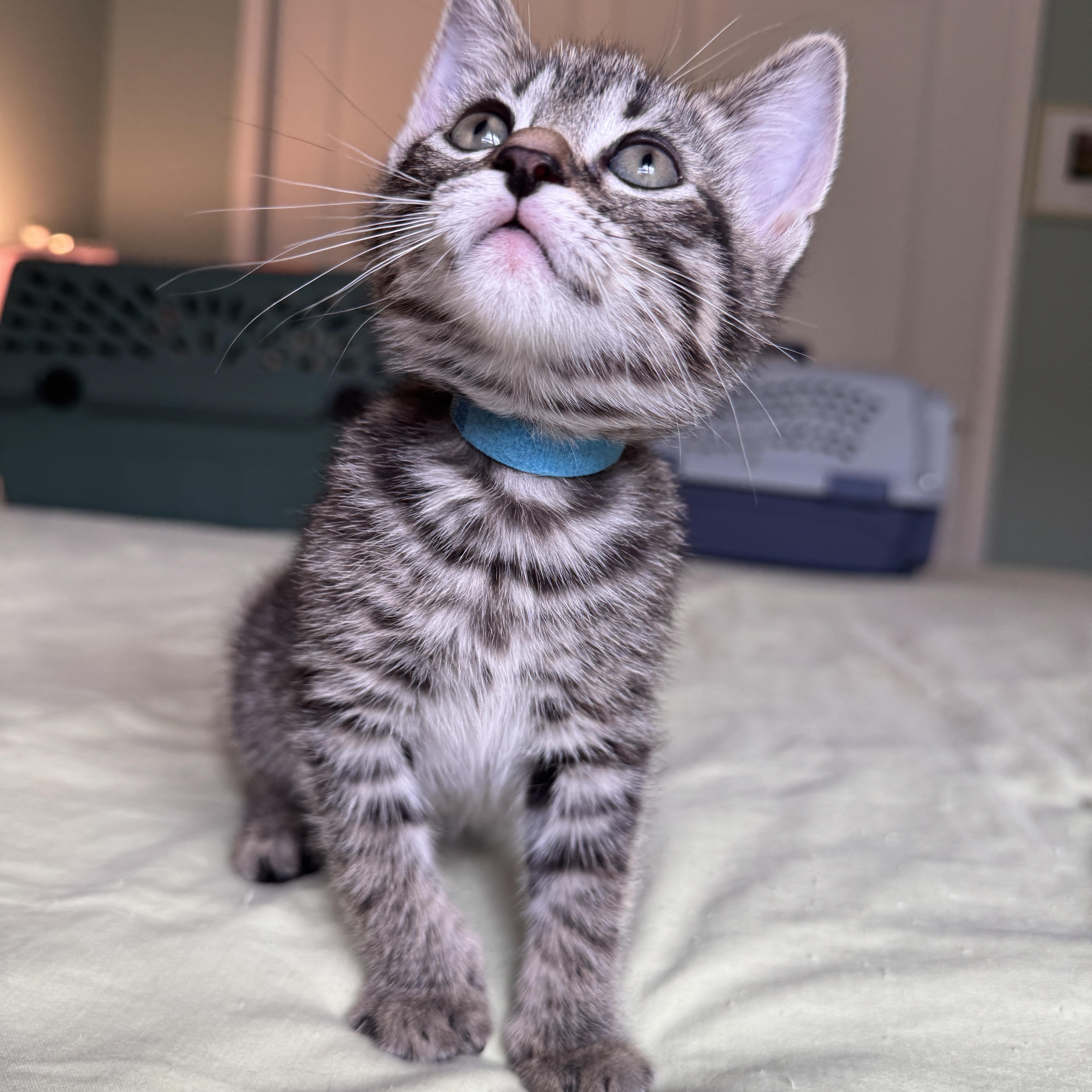 Enlarge Blueberry Muffin, a Adoptable Domestic Short Hair in Cleveland Heights, OH image 1/4