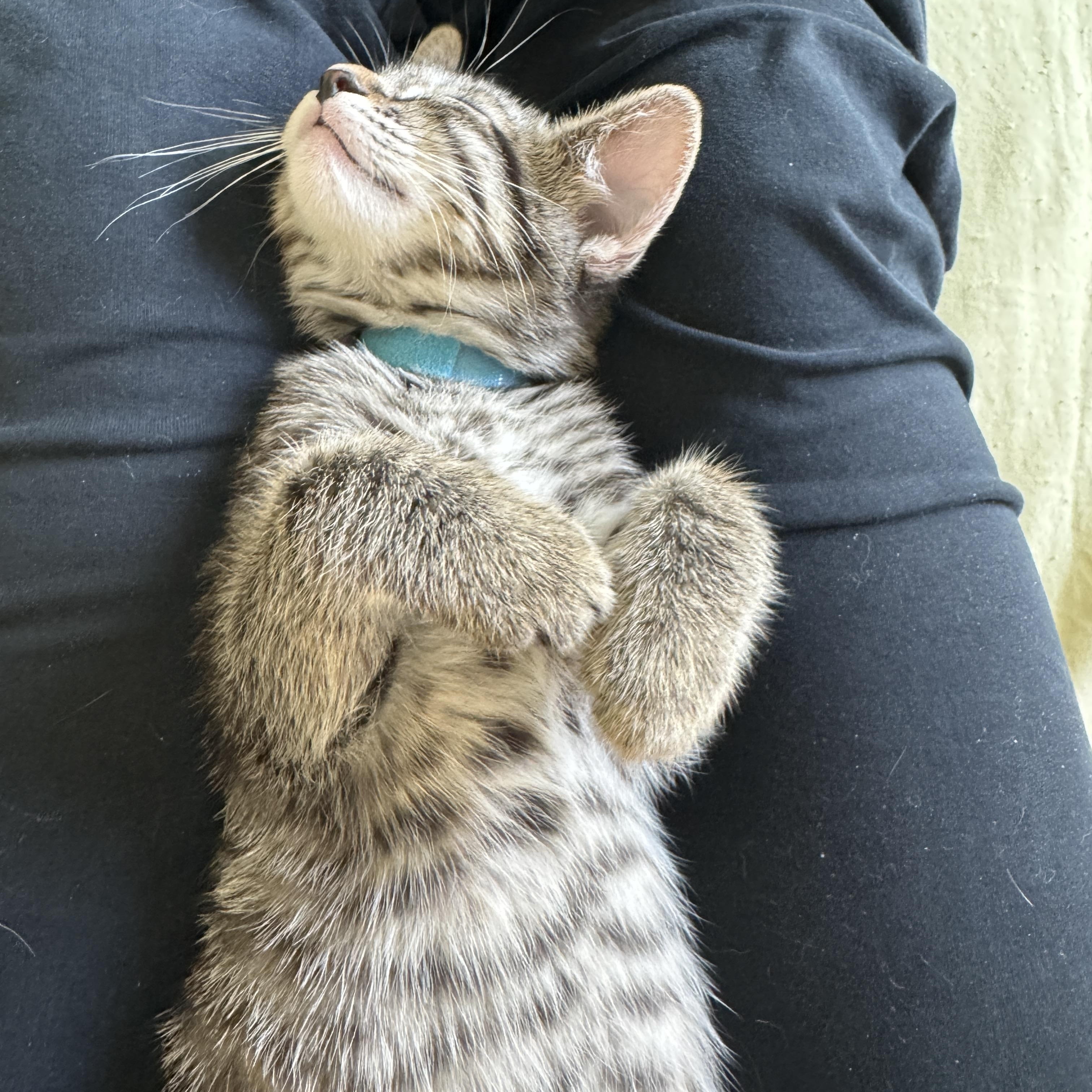 Enlarge Blueberry Muffin, a Adoptable Domestic Short Hair in Cleveland Heights, OH image 3/4