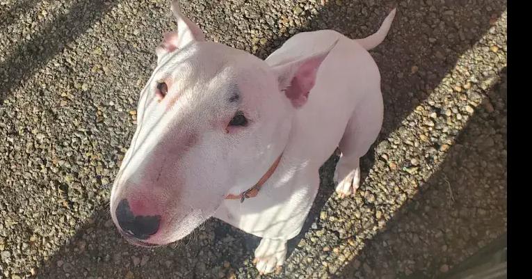 Rocko, Adoptable, Adult Male Bull Terrier.
