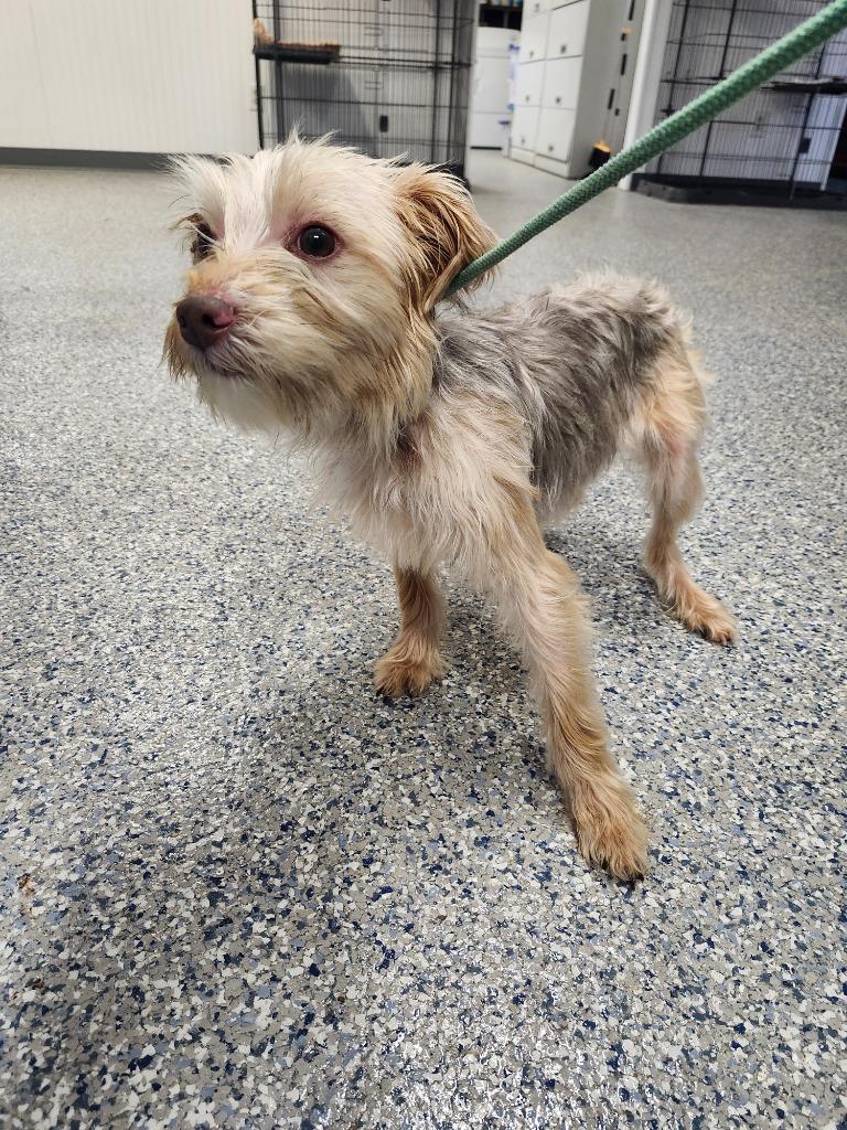 LESLIE - STRAY HOLD UNTIL 2/24/2026, Adoptable, Young Male Terrier.