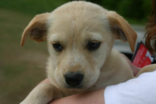 PUPPY GEORGIE BOY, Adopted, Puppy Male Labrador Retriever & Boxer.
