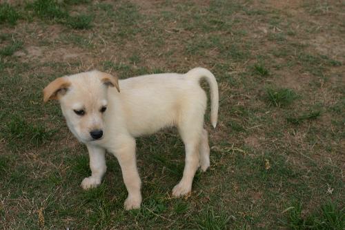 Enlarge PUPPY GEORGIE BOY, a Adopted mixed breed in Franklin, TN image 2/3