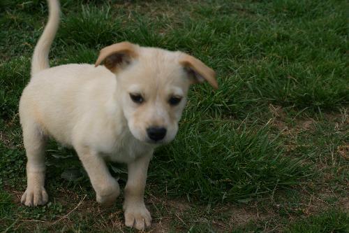 Enlarge PUPPY GEORGIE BOY, a Adopted mixed breed in Franklin, TN image 3/3